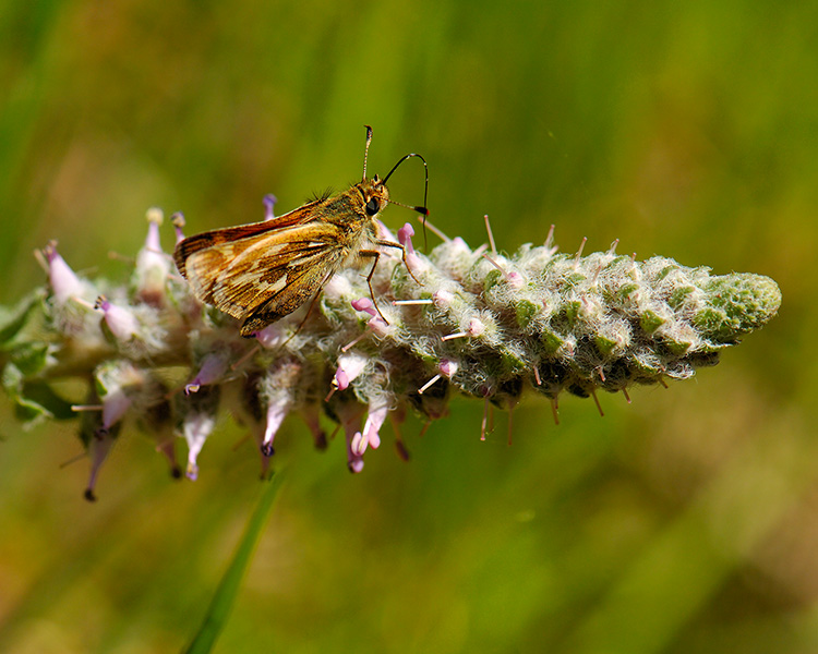 Kittentail_Skipper_JemezRiver_X5296M