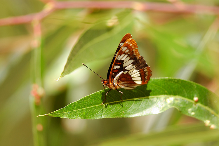LorquinsAdmiral_0829