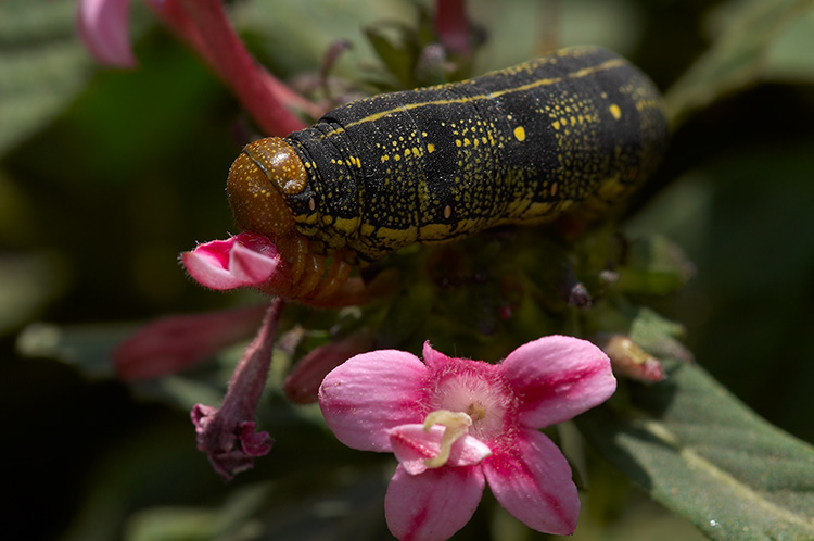 White-lined_Sphinx_Caterpillar_X4324