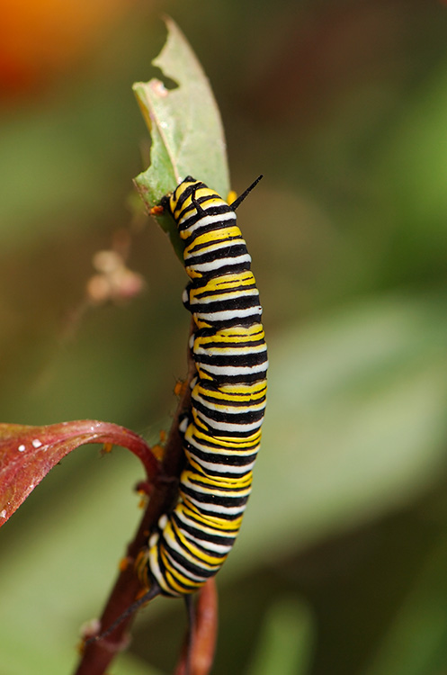 MonarchCaterpillar_HS4196