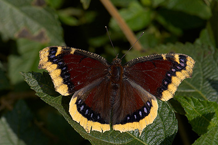 MourningCloak_X4314