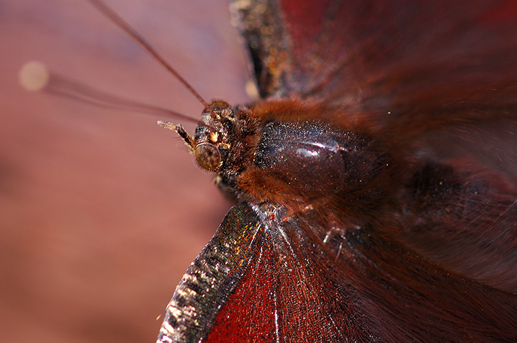 MourningCloak_detail_HS4363