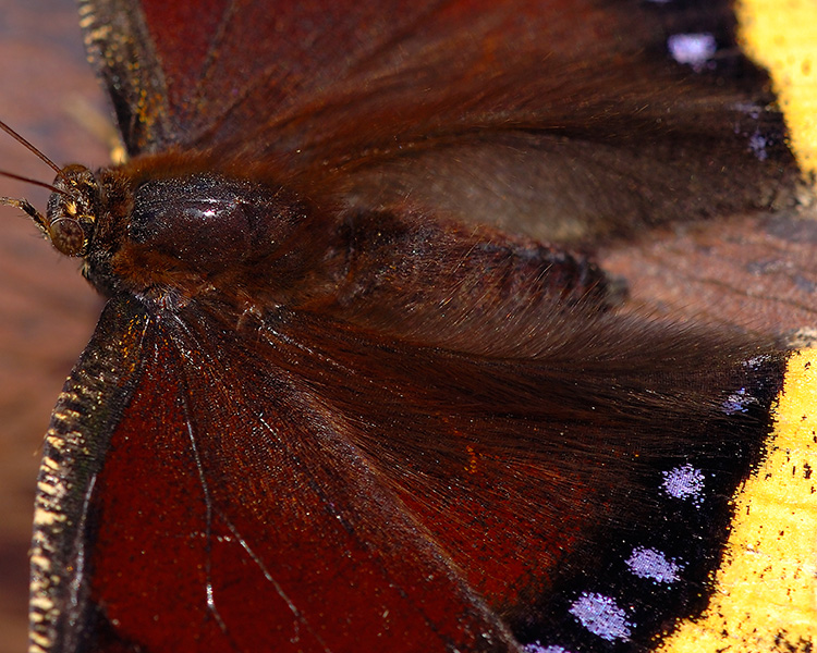 MourningCloak_detail_HS4372c_M