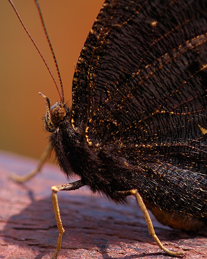 MourningCloak_detail_HS4377c