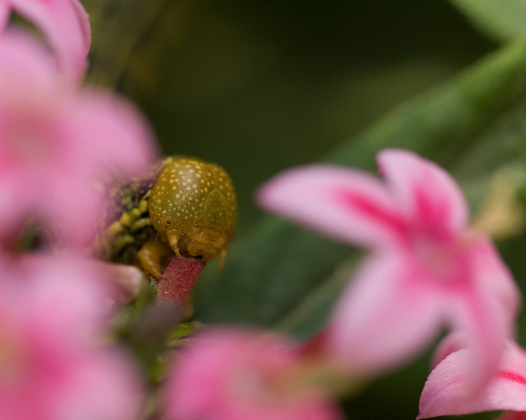 White-lined_Sphinx_Caterpillar_X4348M