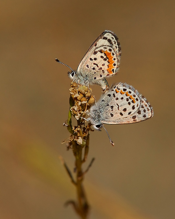 Mating_Bernardino_DottedBlues_0297c