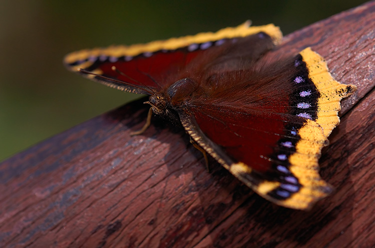 MourningCloak_HS4367