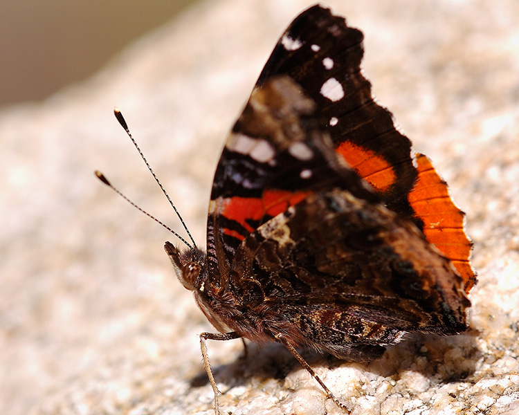 RedAdmiral_HS0289M