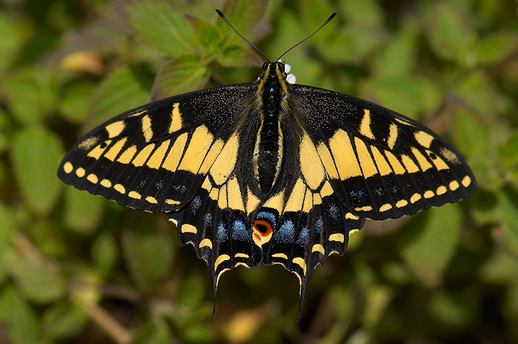 Anise_Swallowtail_X4294