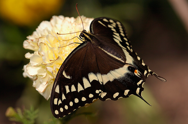 BlackSwallowtail_HS4321