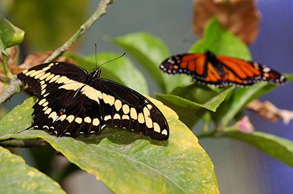 GiantSwallowtail_Monarch_HS4457