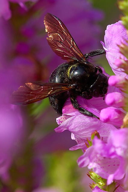 CarpenterBee_0068c