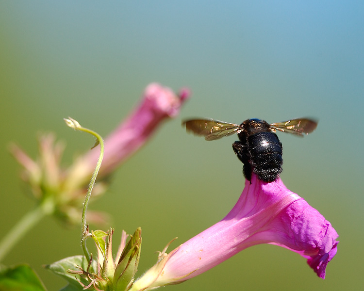 CarpenterBee_Break_Time_0088M