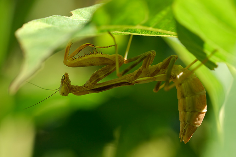 Mantis_X4855