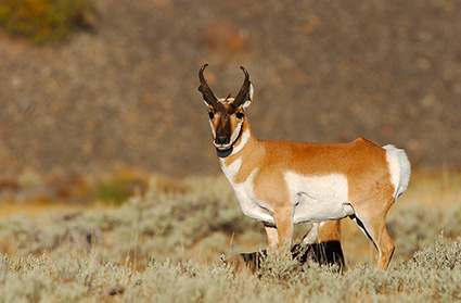 Pronghorn_BlacktailPlateau_0417