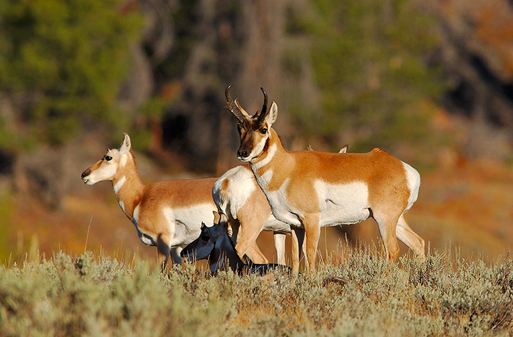 Pronghorns_BlacktailPlateau_0370