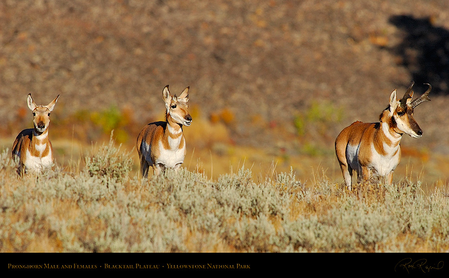 Pronghorns_BlacktailPlateau_0392_16x9