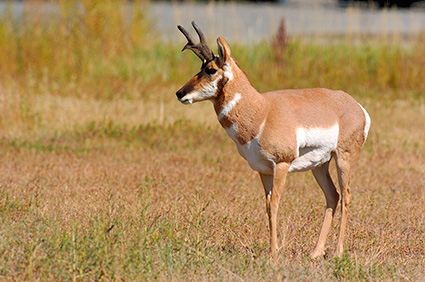 Pronghorn_LowerMammoth_7552