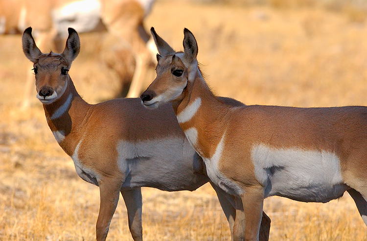 PronghornFemaleJuvenile_LamarValley_0948