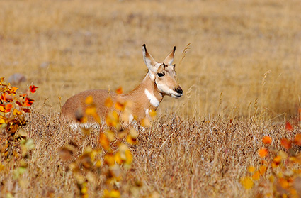 PronghornJuvenile_LamarValley_0899