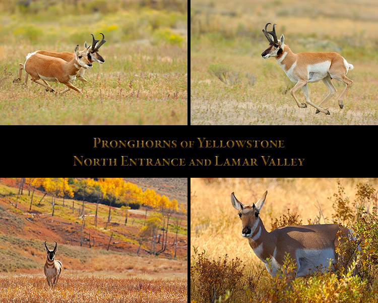 Pronghorns_NorthEntrance_LamarValley
