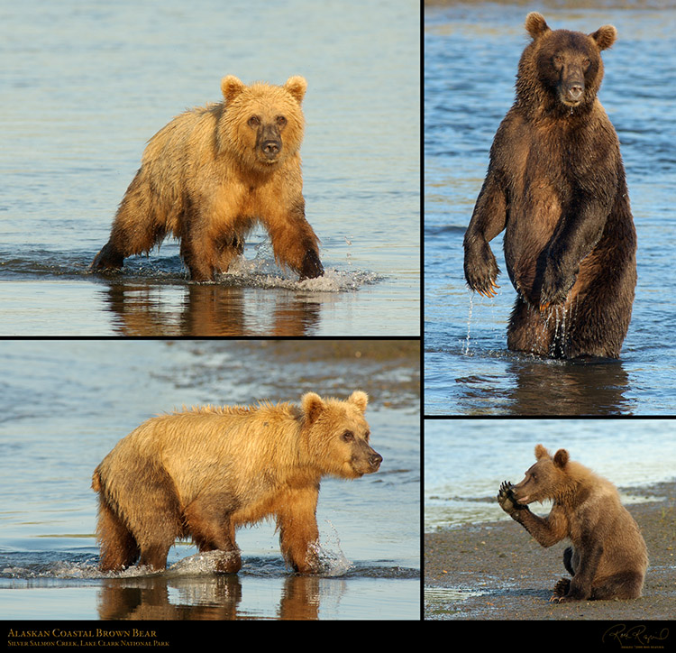 AlaskanCoastal_BrownBear_XXL