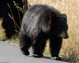 BlackBearCub_Leading_theWay_8563