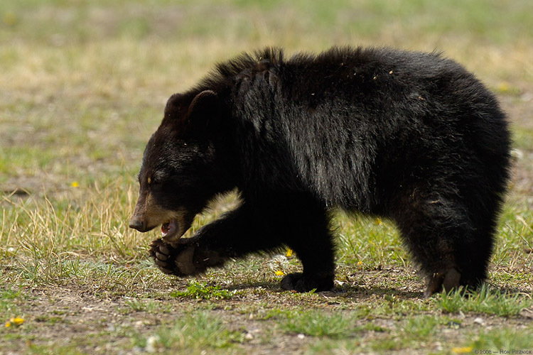 BlackBearCub_calling_all_bugs_9147