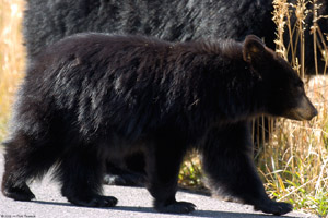 BlackBearCub_closeup_8574