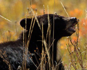 BlackBearCub_closeup_8619