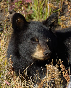 BlackBearCub_closeup_8730