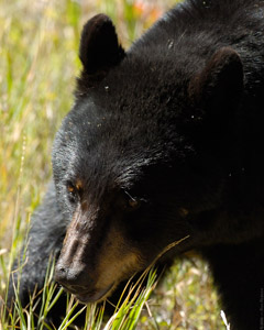 BlackBearF_closeup_8391