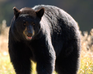 BlackBearF_closeup_8427