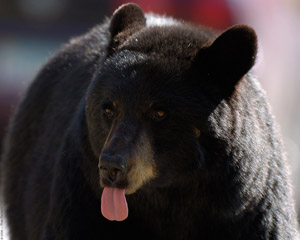 BlackBearF_closeup_8432