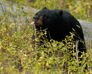 BlackBear_tastingBerries_9031