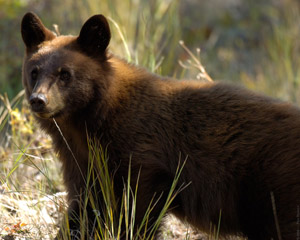 CinnamonCub_Closeup_8449