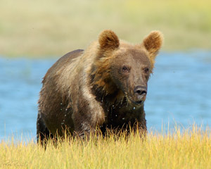 GrizzlyCub_ClimbingBank_X2795