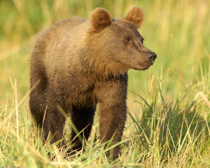 GrizzlyCub_Closeup_X3227