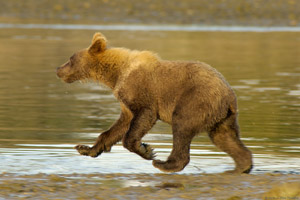 GrizzlyCub_MudRunning_X3134