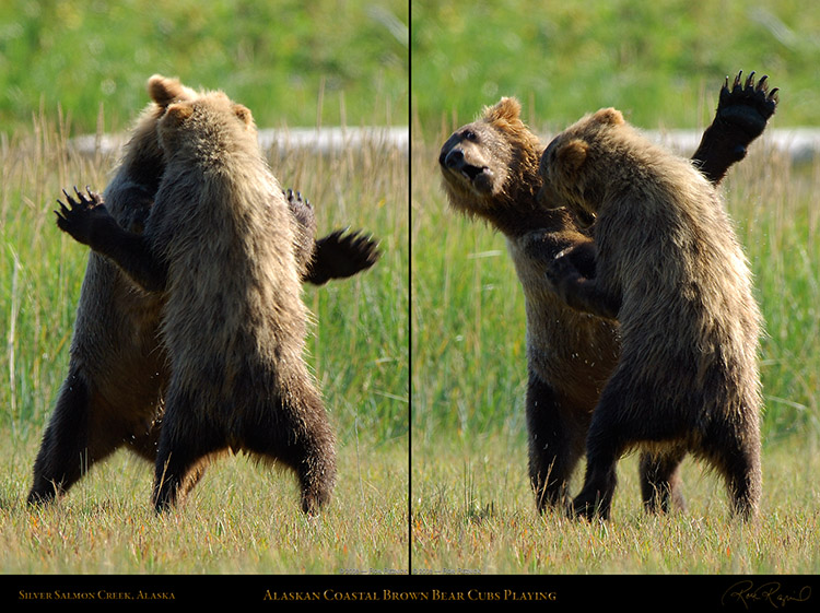 GrizzlyCubs_Playing