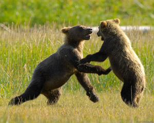 GrizzlyCubs_Playing_X2831