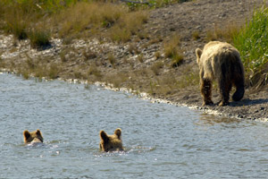 GrizzlyF_cubs_headingUpstream_X2849