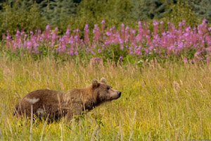 GrizzlyFireweed_HS2748