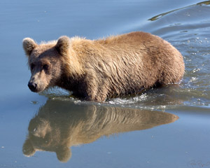 GrizzlyReflection_HS2760