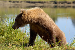 Grizzly_Climbing_theBank_HS2765