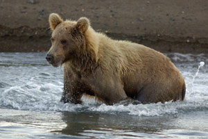 Grizzly_Fishing_atDusk_X3618