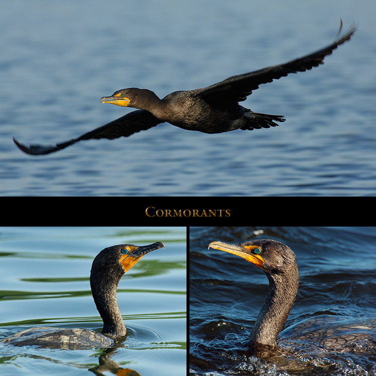 Cormorants