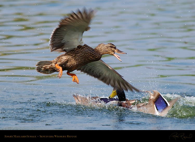 Angry_Mallard_Female_1926