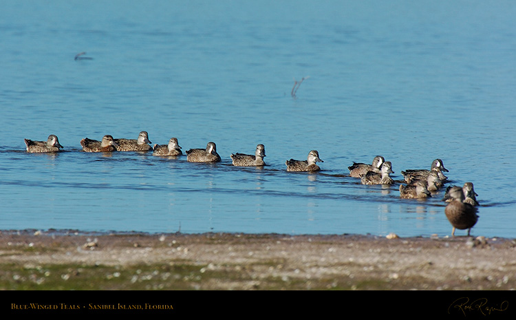 BlueWinged_Teals_0411