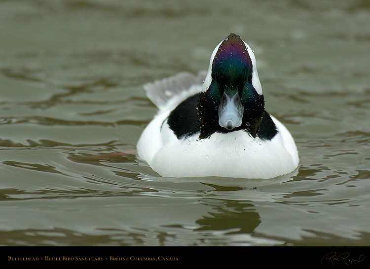 Bufflehead_9005